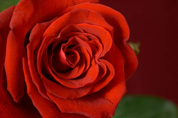 stock image Bud of a scarlet rose close up