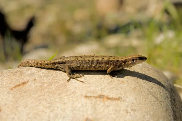 stock image The small wild lizard on a stone