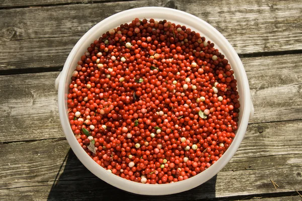 Secchio pieno di un cowberry rosso — Foto Stock