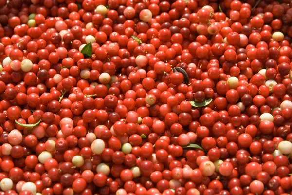 Текстура из ягод красной брусники — стоковое фото