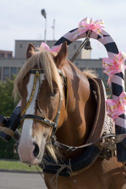 The decorated horse in a harness. clipart