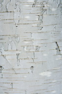 Texture from a birch bark clipart