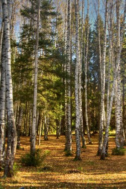 Autumn wood. fallen down foliage clipart