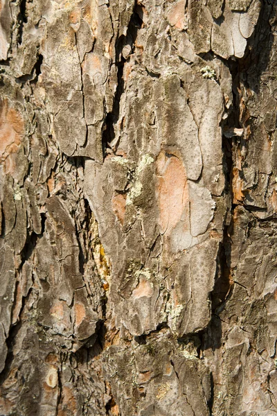 Textuur van een schors van de pijnboom — Stockfoto