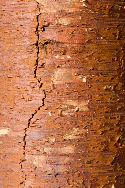 Texture from a birch bark — Stock Photo, Image