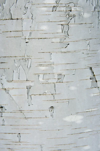 樺の樹皮からテクスチャ — ストック写真