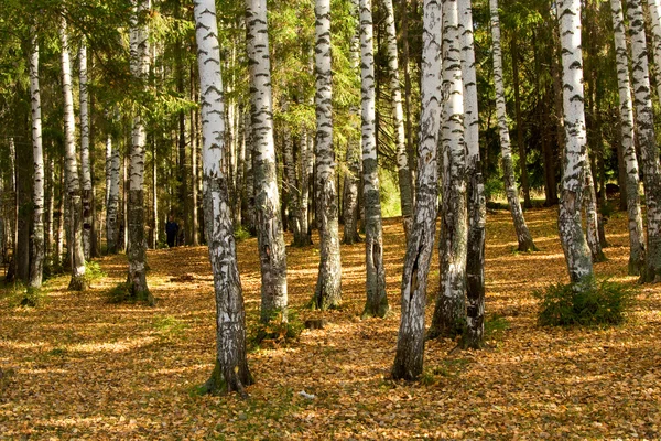 Autumn wood. fallen down foliage — Stock Photo, Image