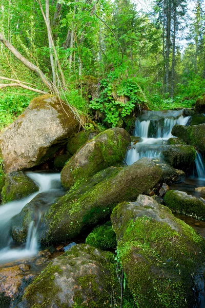 森の中の小さな滝。風景. — ストック写真