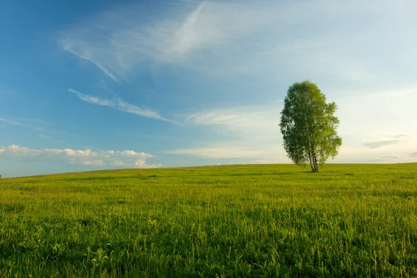 Eenzame berk in een veld. landschap. — Stockfoto