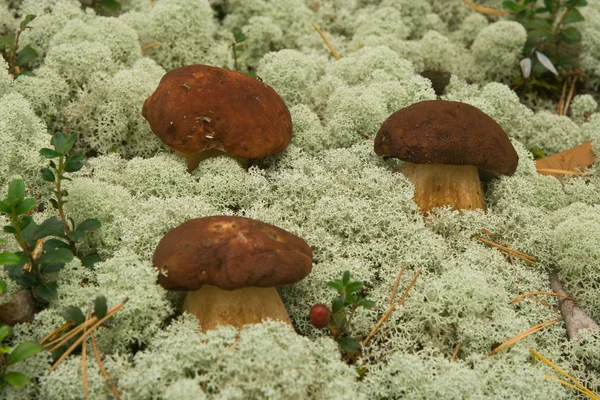 Boletus edulis. Cogumelos em um musgo . — Fotografia de Stock