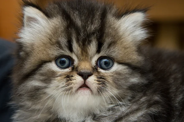 Small surprised kitten. A pet — Stock Photo, Image