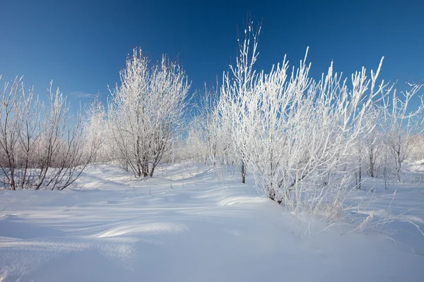 Paesaggio invernale. Alberi in una neve — Foto Stock