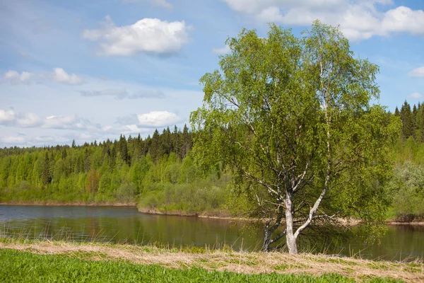 Samotna brzoza na brzegu rzeki — Zdjęcie stockowe