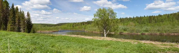 Одинокая береза на берегу реки — стоковое фото