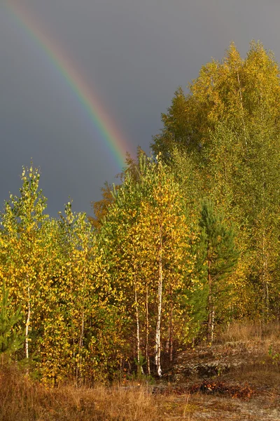 Regenbogen über Holz in Wolken — Stockfoto