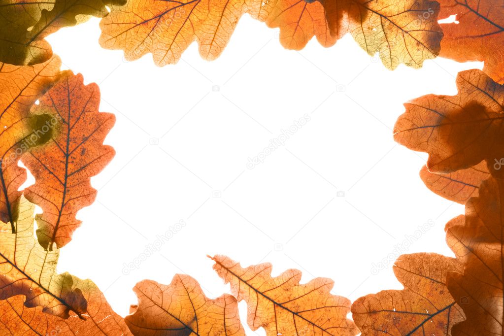 Oak leaves frame — Stock Photo © Zoooom 1440739