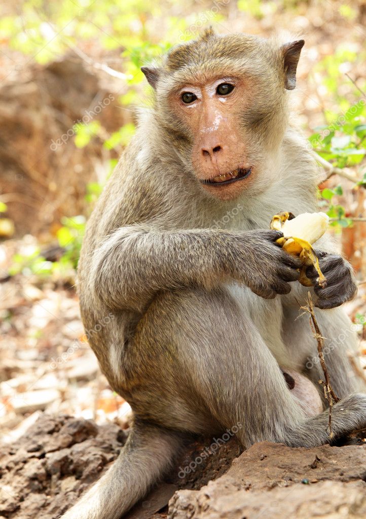 Monkey with banana — Stock Photo © Zoooom #1452462