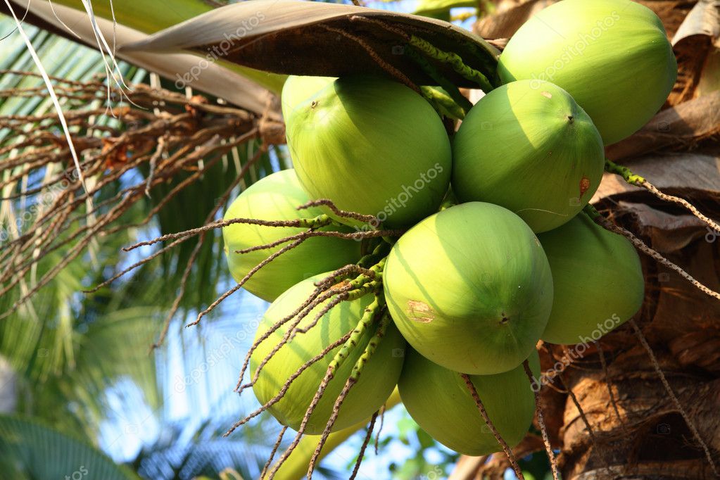 Coconuts — Stock Photo © Zoooom 1475173