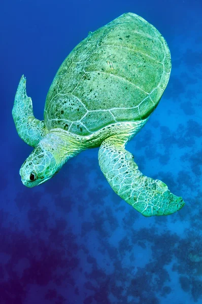 Tartaruga marinha verde (Chelonia mydas) — Fotografia de Stock