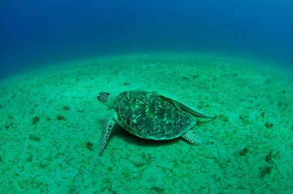 Mořská želva — Stock fotografie