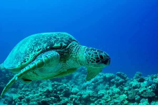 Deniz kaplumbağası — Stok fotoğraf