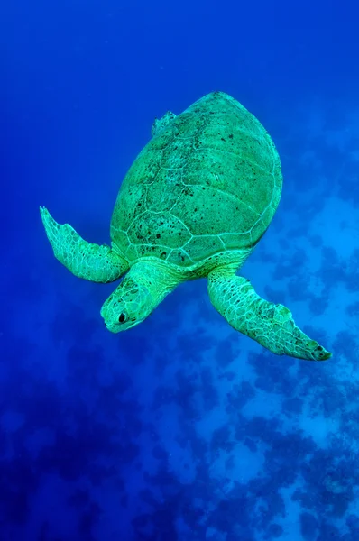 Yeşil Kaplumbağa — Stok fotoğraf