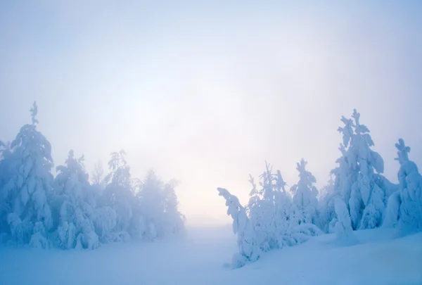 Twilight Snow — Stock Photo, Image