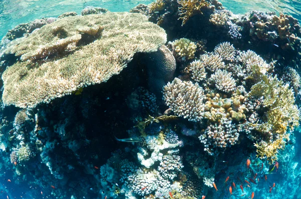 Korallenriff — Stockfoto