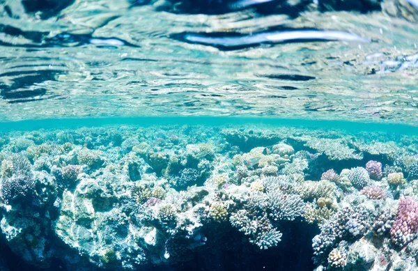 Korallengarten — Stockfoto