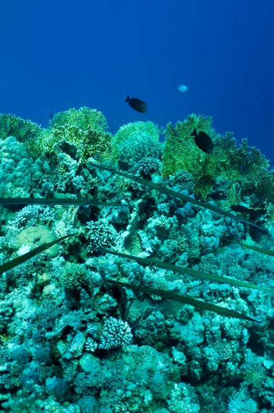 サンゴ礁でダツ — ストック写真