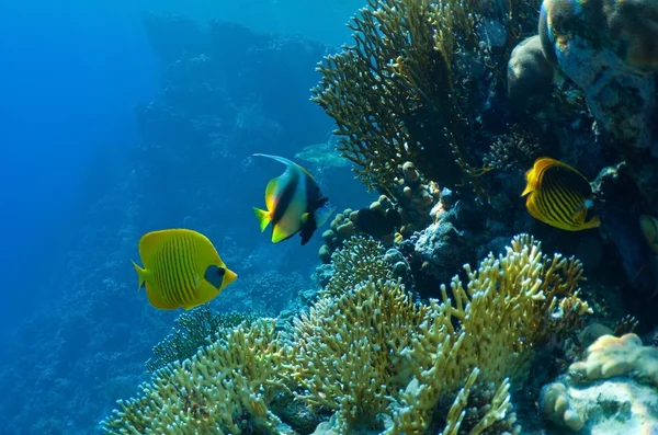 サンゴと魚 — ストック写真