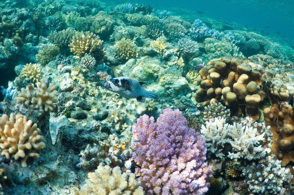 Peixe-balão no jardim de coral — Fotografia de Stock