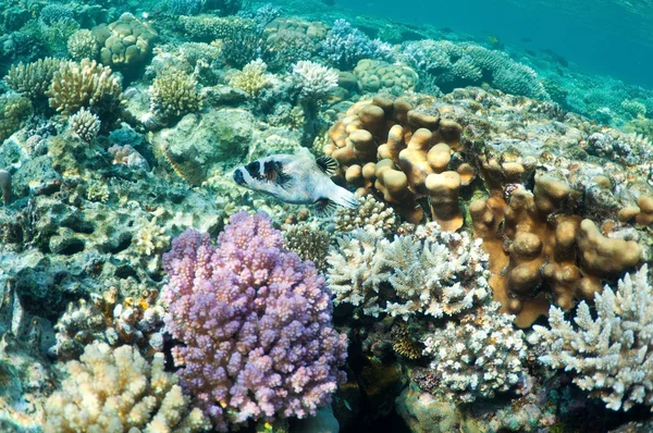 Рыба фугу в коралловом саду — стоковое фото