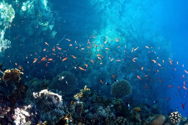 Paisagem subaquática — Fotografia de Stock