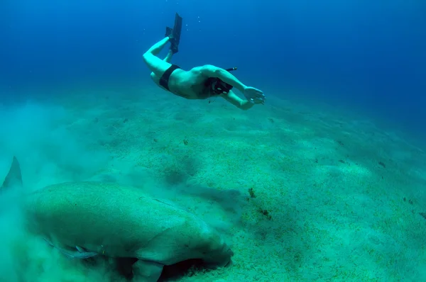 Homem snorkeling e peixe-boi — Fotografia de Stock