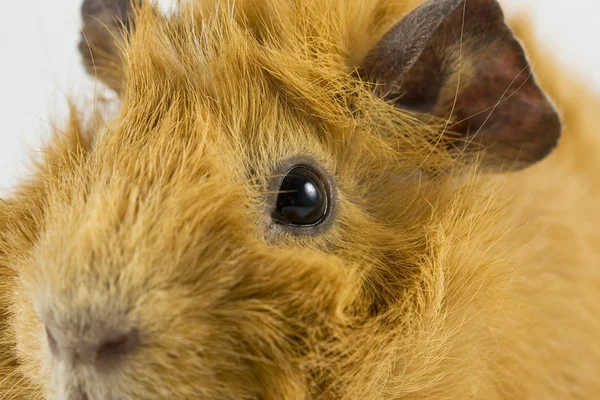 Closeup guinea pig — Stock Photo, Image