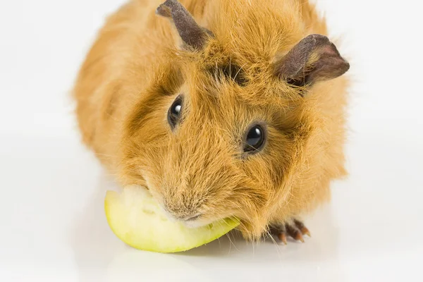 기니 돼지 먹는 애플 화이트 — 스톡 사진