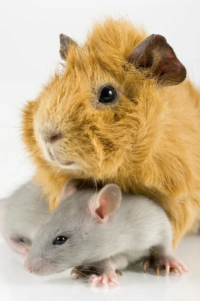 Rat and guinea pig — Stock Photo, Image