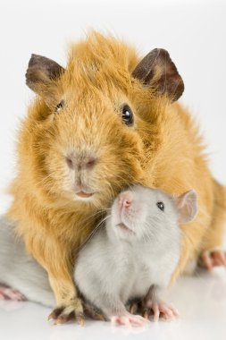 Rat and guinea pig playing clipart