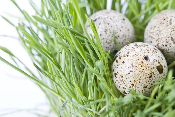 stock image Quail eggs in grass