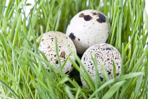 stock image Quail eggs in grass