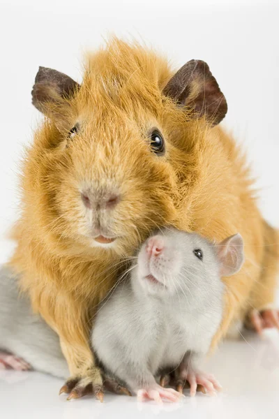stock image Rat and guinea pig playing