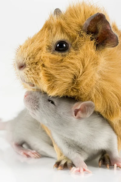 Guinea pig and rat on white — Stockfoto