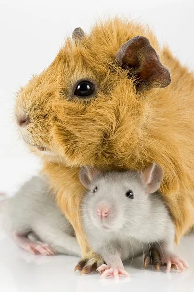 Stock image Guinea pig and rat playing on white