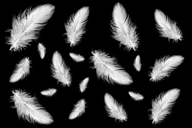 Feathers clipart