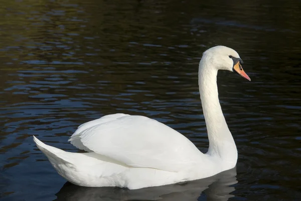 stock image Swan