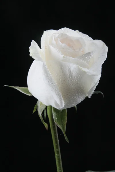 Rosa blanca en luz azul oscuro sobre un negro — Foto de Stock