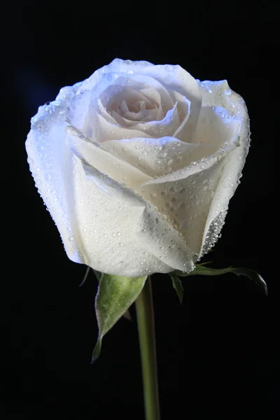 Rosa blanca en luz azul oscuro sobre un negro — Foto de Stock