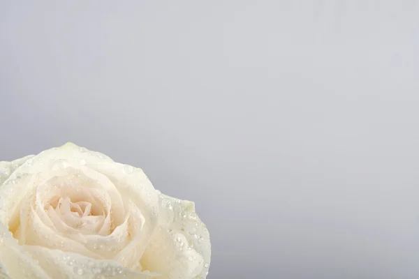 Rosa blanca sobre fondo gris claro — Foto de Stock