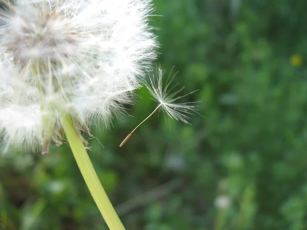 Fluffy white dandelion — Stock Photo, Image